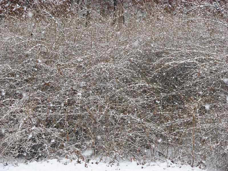 2008-12-07_First_Snow 072.jpg